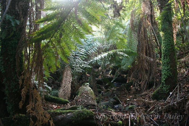 Tree fern gully, Pirianda Gardens IMG_7146.JPG